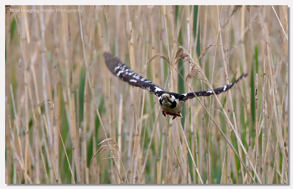 Great spotted woodpecker - Dendrocopos major