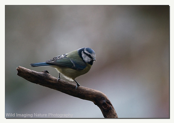 Blue tit - Parus caerulus