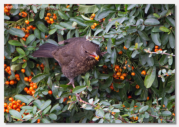 Blackbird - Turdus merula