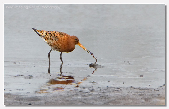 Black-tailed godwit - Limosa limosa