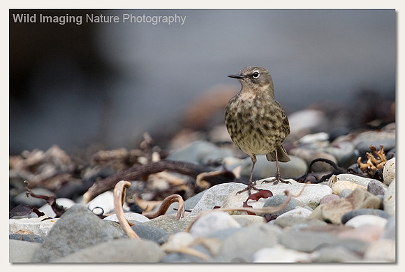 Rock pipit - Anthus petrosus