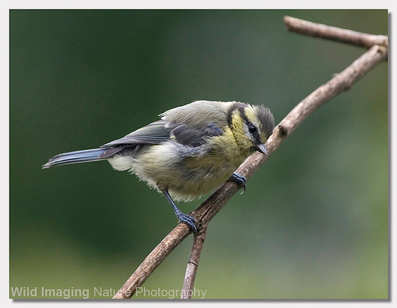 Blue tit - Parus caerulus