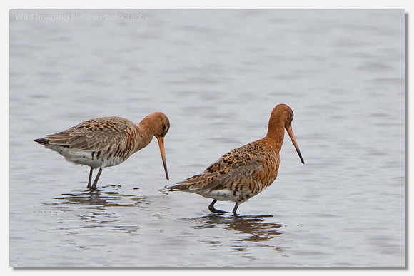Black-tailed godwit - Limosa limosa