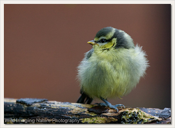 Blue tit - Parus caerulus