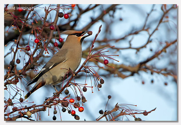 Waxwing - Bombycilla garrulus