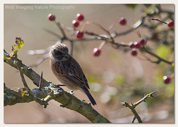 Stonechat - Saxicola torquata
