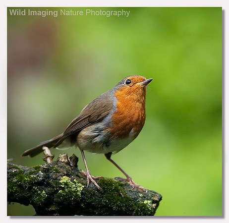Robin - Erithacus rubecula