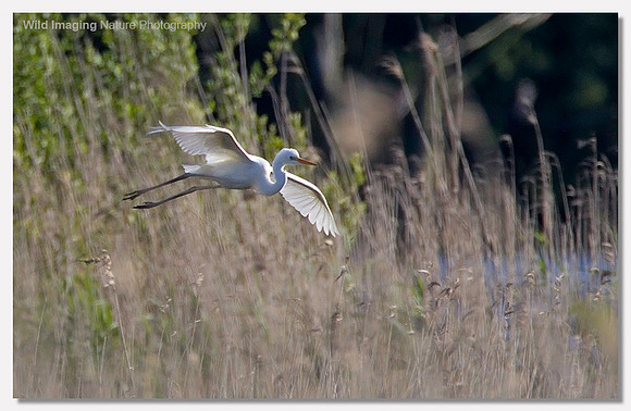 Great white egret - Ardea alba