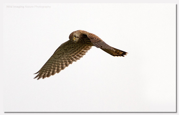 Kestrel - Falco tinnunculus