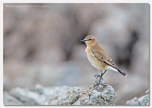 Wheatear - Oenanthe oenanthe