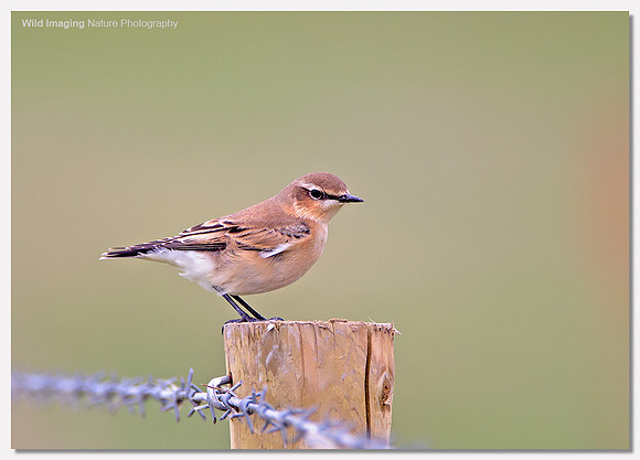 Wheatear - Oenanthe oenanthe
