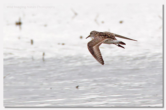 White-rumped sandpiper - Calidris fuscicollis