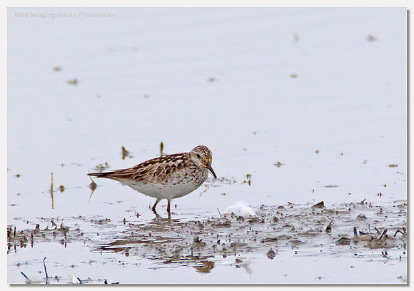 White-rumped sandpiper - Calidris fuscicollis