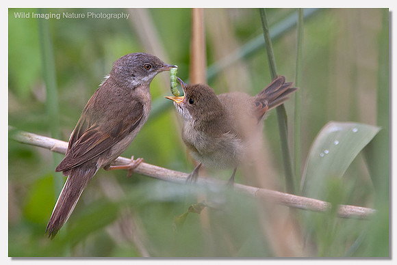Whitethroat - Sylvia communis
