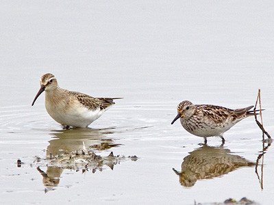 Curlew sandpiper and White-rumped sandpiper