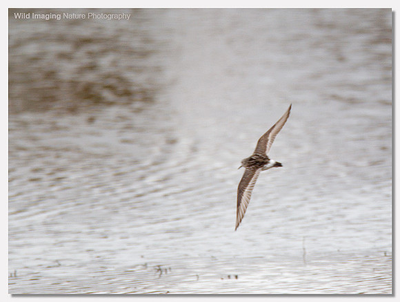 White-rumped sandpiper - Calidris fuscicollis