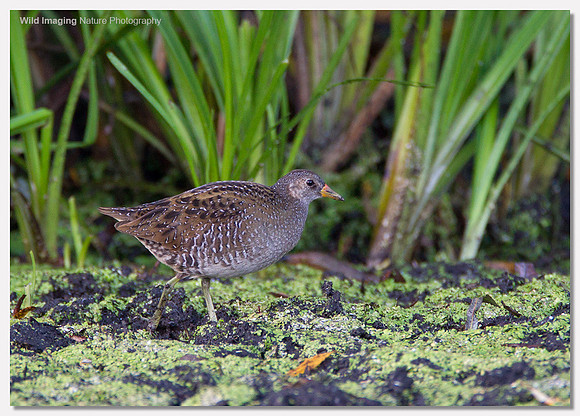 Spotted crake - Porzana porzana