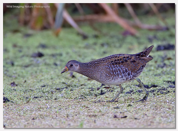Spotted crake - Porzana porzana