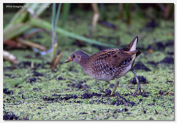 Spotted crake - Porzana porzana