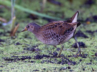 Spotted crake - Porzana porzana