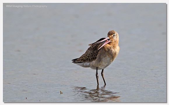 Black-tailed godwit - Limosa limosa