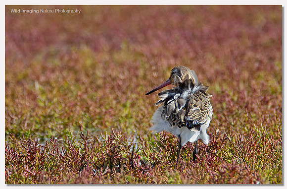Black-tailed godwit - Limosa limosa