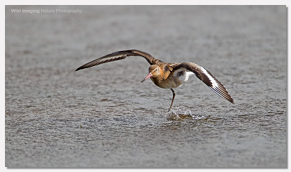 Black-tailed godwit - Limosa limosa