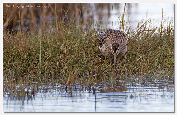 Short-billed dowitcher - Limnodromus griseus