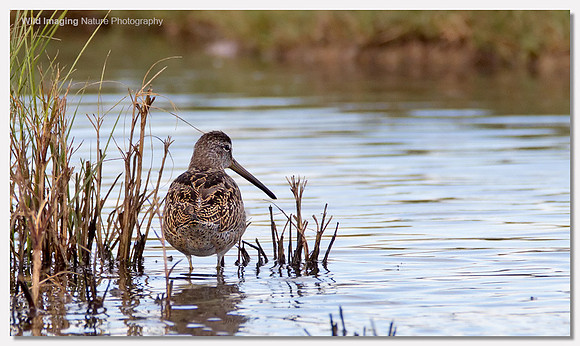 Short-billed dowitcher - Limnodromus griseus