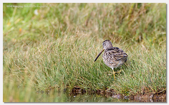 Short-billed dowitcher - Limnodromus griseus
