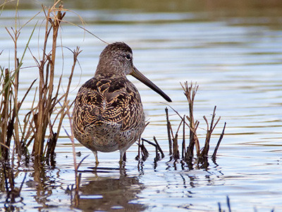 Short-billed dowitcher - Limnodromus griseus