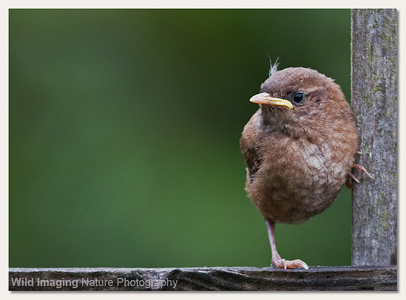 Wren - Troglodytes troglodytes