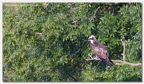 Osprey - Pandion haliaetus