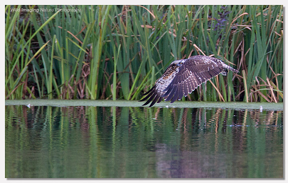 Osprey - Pandion haliaetus