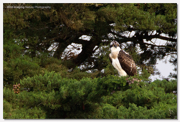 Osprey - Pandion haliaetus
