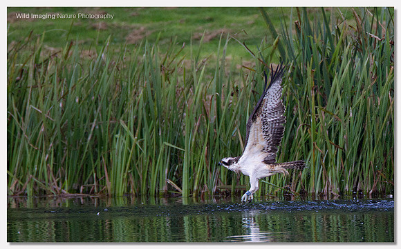 Osprey - Pandion haliaetus