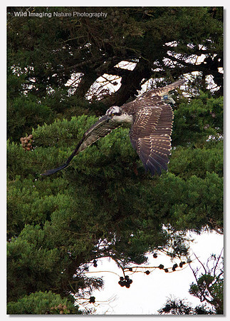 Osprey - Pandion haliaetus