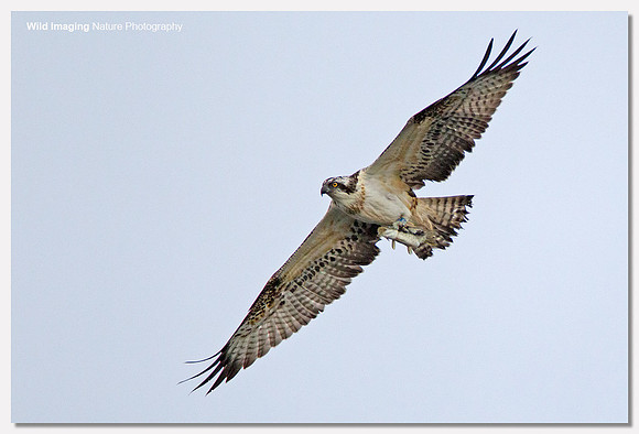 Osprey - Pandion haliaetus
