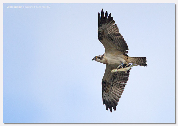 Osprey - Pandion haliaetus