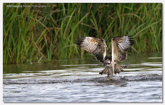 Osprey - Pandion haliaetus