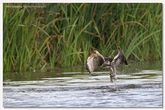 Osprey - Pandion haliaetus