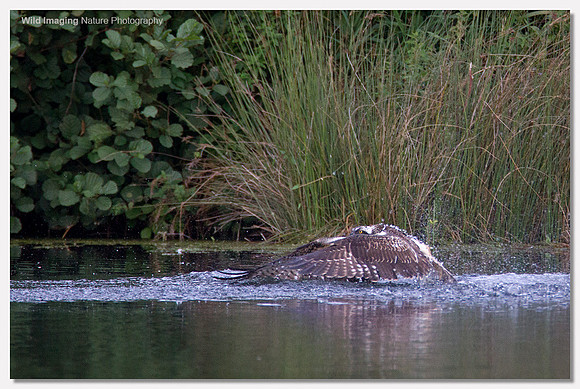 Osprey - Pandion haliaetus