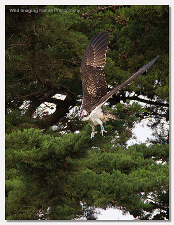 Osprey - Pandion haliaetus