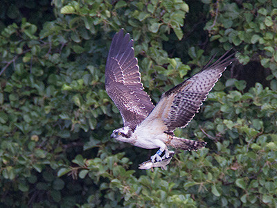 Osprey - Pandion haliaetus