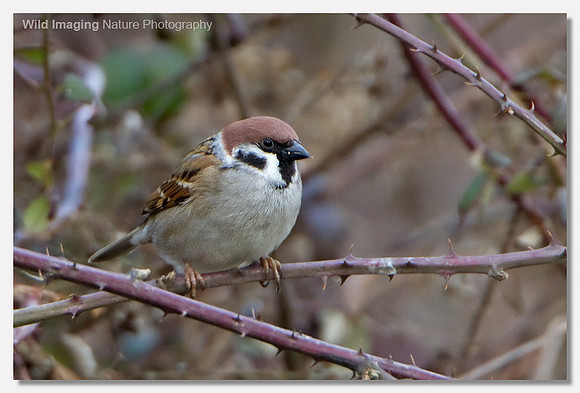 Tree sparrow - Passer montanus