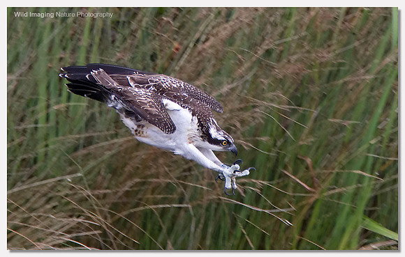 Osprey - Pandion haliaetus
