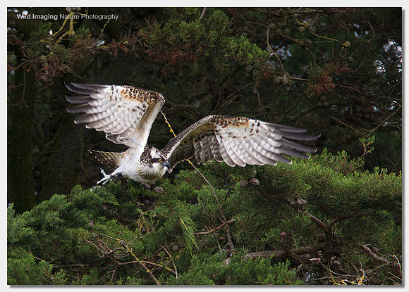 Osprey - Pandion haliaetus