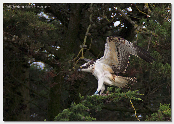 Osprey - Pandion haliaetus