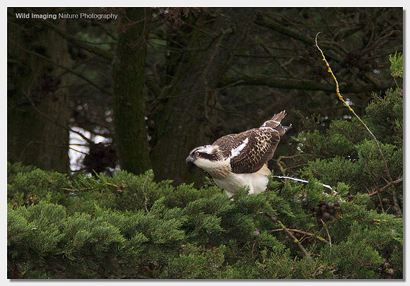 Osprey - Pandion haliaetus
