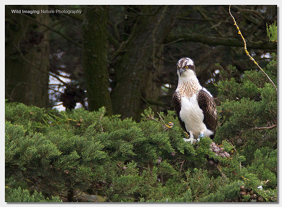 Osprey - Pandion haliaetus